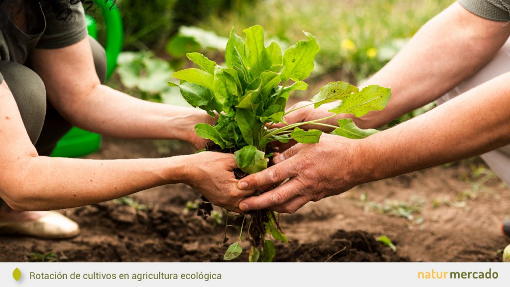 ¿Qué es la agricultura ecológica? – Ventajas y desventajas – Natur Mercado